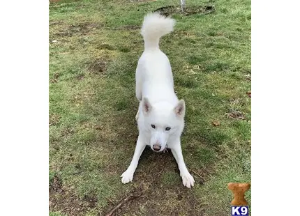 Siberian Husky